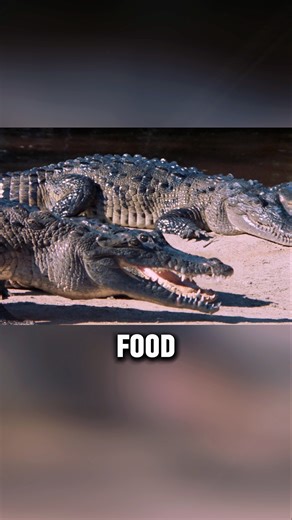 A man was tricked into a crocodile pit by his good friend. How should he escape