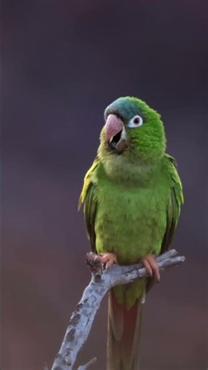 Blue crowned Parakeet chamando #nature #birds #birdsounds #birdsong #wildlife #naturesvoice #aves