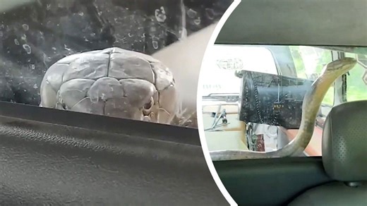 Kobra lugt im Auto durch Trennscheibe – Schlangenfänger haben ein Problem