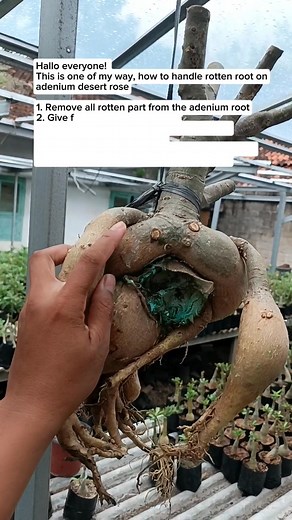This is my way how to handle rotten root on adenium desertrose #fblifestyle | Muhamad Dzulhan Rasyidin