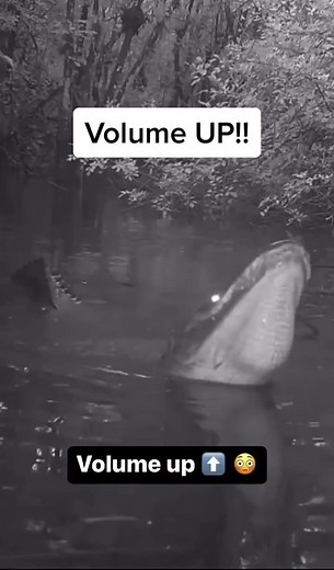 Alligator Behavior: Understanding Their Territory and Mating Season