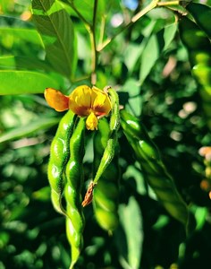 From Food to Medicinal Patents: Pigeon Pea | The Weeds and Seeds Guy