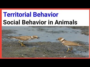 Territorial behavior/territory/social behavior of animals