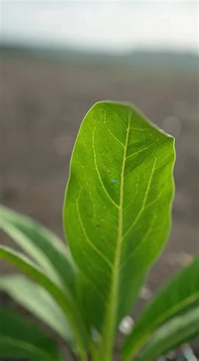 Scientists in the Philippines have identified a remarkable plant capable of absorbing toxic metals from polluted soil through a process known as phytoremediation. This plant naturally accumulates metals like nickel in its tissues without being harmed. As the plant grows, it pulls contaminants out of the ground, gradually restoring soil health. Once harvested, the plant material can be safely processed, preventing heavy metals from spreading into food chains or water sources. This approach offers