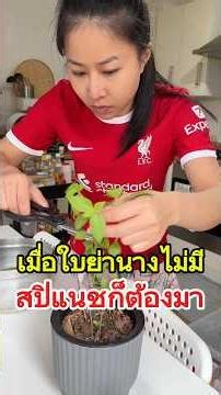 When there's no yanang leaves, spinach has to come with it. Mixed mushroom curry in spinach broth...