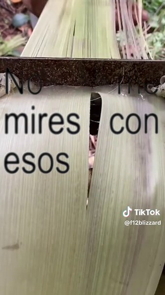 Sad Ant Moments: A Compilation of Ant Suffering