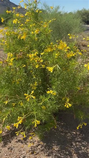 Tecoma Stans Var. Angustata,arizona Yellow Bells (30-seeds per Packet) - Etsy
