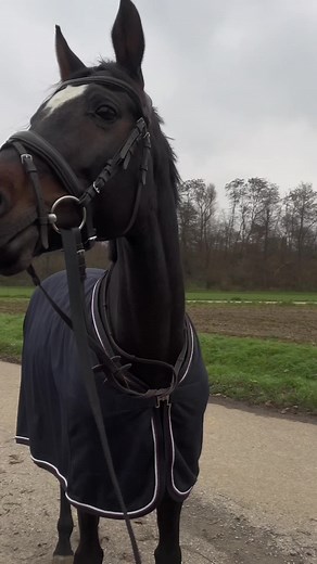 Ich glaube spazieren lassen wir lieber mal bleiben fürs erste🫠 #equestriantiktok #fypシ #springreiten #fy #showjumper #realitätauftiktok #kwpn #foryou #aesthetic #nahtoderfahrungen #turnierpferd