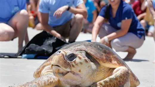Sea turtle nesting season starts May 1. What you need to know.