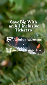 1.4K views | NEW lower price to experience Audubon Aquarium and Audubon Insectarium! Interactive fun, educational exhibits, and thrilling experiences for all ages. Secure your tickets now! | Audubon Nature Institute | Facebook