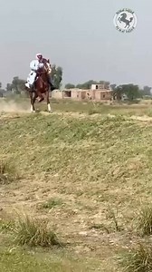 Beautiful Single Footing Horse | Aymal Sajjad