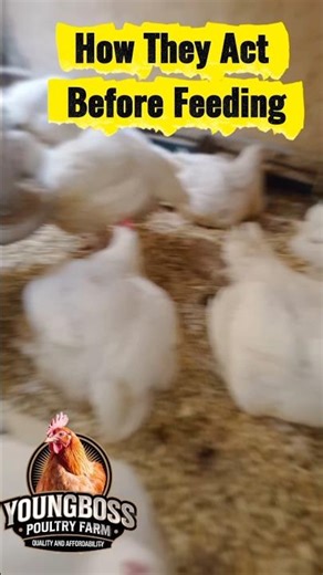 Broilers at 7 Weeks: Pre-Feeding Behaviour