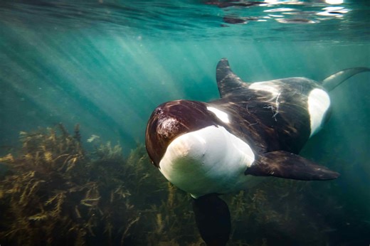 10 incredible marine animals found in Earth’s oceans