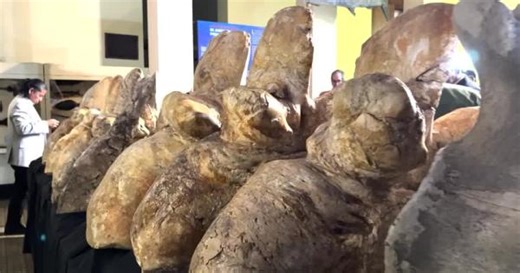 Ancient whale from Peru may be Earth's largest animal