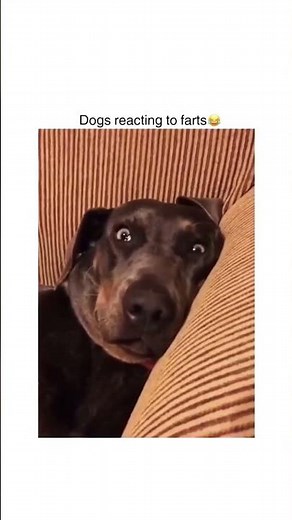 only dog lovers like comment share subscribe 🤍