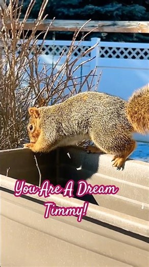 You Are A Dream, Timmy The Squirrel! 🐿️ #squirrel #squirrels #squirrelshorts #shorts #shortvideo
