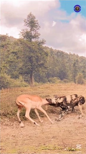 ওয়াইল্ড ডগের চোখে পড়লো ইমপালা! #shorit #wildlife#viral