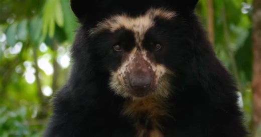 Above the clouds – the predator that owns the peaks