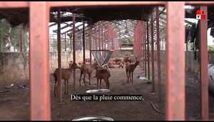 Une petite présentation de la chèvre 🐐🐐🐐 Rousse dénommé la Vache du pauvre. La chèvre qui peut lutter contre le chaumage et la pauvreté au Burkina car très prolifique. La chèvre rousse de Maradi est un animal élégant avec comme impression générale : équilibre, fitness , harmonie,de forme et de couleur.Elle se caractérise par une individualité très marquée et jouit d'une grande réputation à cause de sa prolificité et de valeur marchande de sa peau.ik s'agit notamment de: .La bonne qualité de s