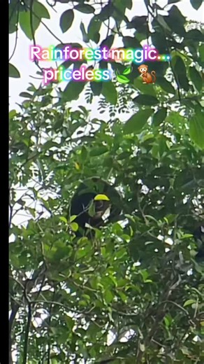 Catching sight of monkeys in the Costa Rica rainforest—priceless. 🌿🐒🌧️ Slow moments. Wild beauty. Forever memories. #CostaRica #RainforestMagic #CostaRicaWildlife #MonkeySightings #JungleVibes