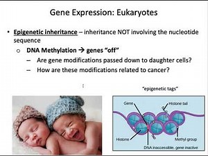 Chapter 11 Lecture Video