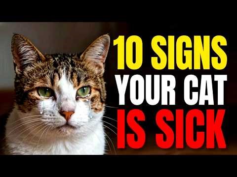 10 Signs Your Cat Is Secretly Sick – Vet Reveals What to Watch For #cats #shorts #catbehavior