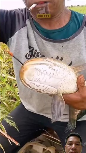 Using black snakehead fish and decoy ducks as bait.