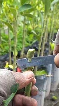How to graft lemon trees.