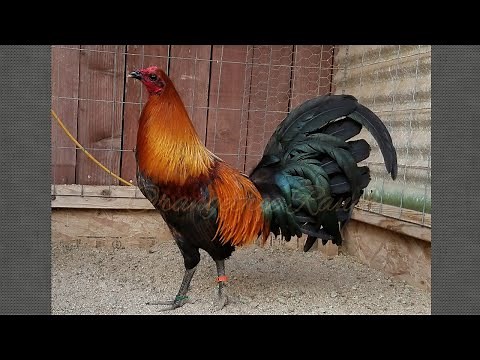 Blue Mug Game Fowl Brood Pen F1 Gallos Finos Roosters