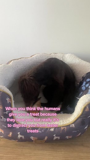 The audacity… #cockerspaniel #cockerspanielsoftiktok #cockerspanielpuppy #puppies #puppiesoftiktok #dogmomlife #dogmom #chocolatecockerspaniel #dogsoftiktok #cocker #dog #walkies #crazydog #dogsoftiktok #dogtok