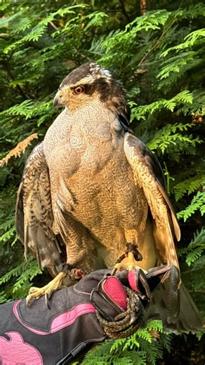 Christine's Critters Inc. on Instagram: "In 2023, northern goshawks were split into two groups- American and Eurasian goshawks- to account for the differences between the species. Goshawks have been part of the world of falconry for thousands of years. The name goshawk came from the old English word for goose hawk, given that these birds were huge bird hunters. Manilla, the American goshawk, came to our storytime at West Harrison Library for our reading of The Hawk of the Castle, a book about a 