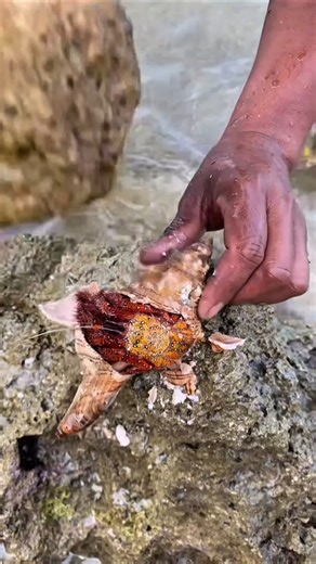 You Were Never Supposed to See This Inside a Sea Shell #fishing #amazing #fish
