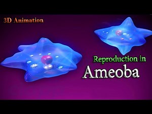 Reproduction in Ameoba ( 3D Animation )