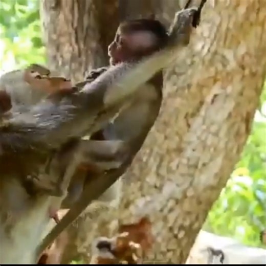 Mother monkey battles against the string, heartbroken as her little one cries for help. | Anajak Sva