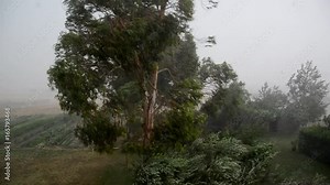 Trees sway under the force of a storm
