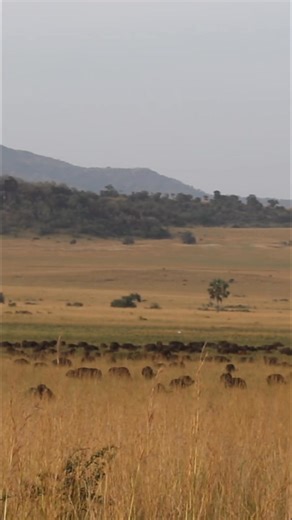 Africa at its wildest. Kidepo Valley National Park is home to the largest herd of buffaloes in Africa—a raw, untamed spectacle you have to see to believe. This is Uganda’s true wilderness. 🌍✨ #KidepoValley #WildUganda #AfricanSafari #BuffaloHerd #ExploreUganda #PearlOfAfrica #SafariReels #VisitUganda | Kagera Safaris
