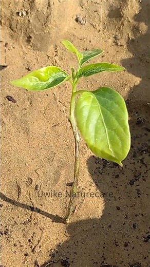 Green Chilli Farming | Mirchi Ki Kheti Aur Harvesting | Desi & Organic Farming India