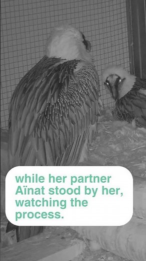 Bearded Vulture Sombra lays her egg #shorts