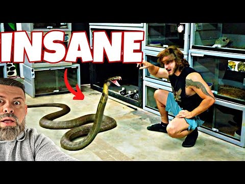 Exploring Chandler's Wildlife - Venomous Snakes, Crocodiles & World's 2nd Largest Owl!