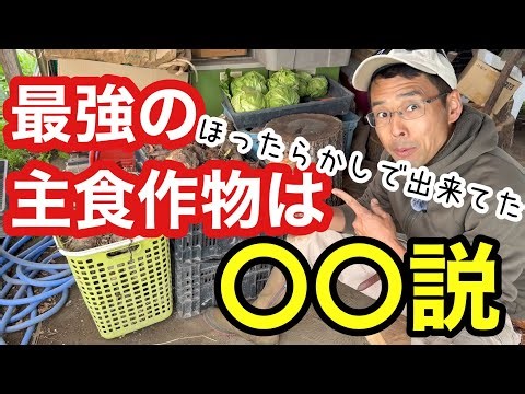[Natural Farming] The easiest staple crop to grow is taro (Home gardening/Food self-sufficiency/P...