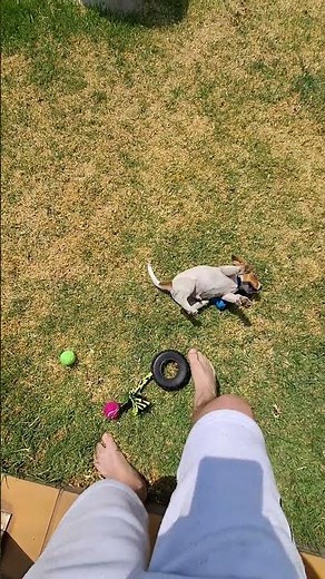 AGGRESSIVE JACK RUSSEL PUPPY