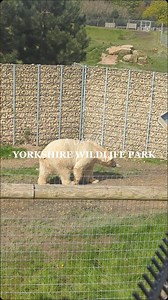 4.4K views · 37 reactions | A day at Yorkshire Wildlife Park✨ Come...