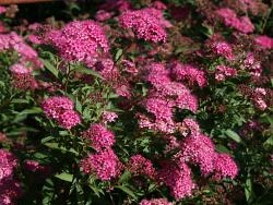 Rote Sommerspiere 'Anthony Waterer' - Spiraea bumalda 'Anthony Waterer'