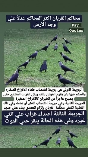 Fascinating Crow Gathering on Grassy Field