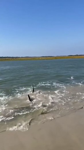 14K views · 312 reactions | Incredible footage of dolphins strand...