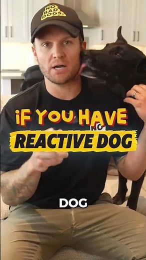 Your Reactive Dog Does Not Need to Meet More Dogs