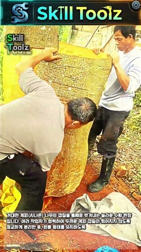 절대 찢어지면 안 된다! 숨 막히는 대형 계피 껍질 분리 작업 #worker #process #satisfying #harvest #cinnamonbark