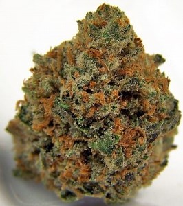 Panda OG | Marijuana Strain Reviews