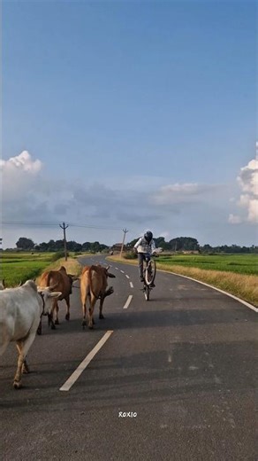 ☠️ #new #stunt #wheelie #stoppie #duke390 #dominar400 #fyp #explorepage #viral