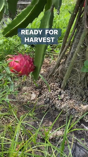 Victoria Farm on Reels